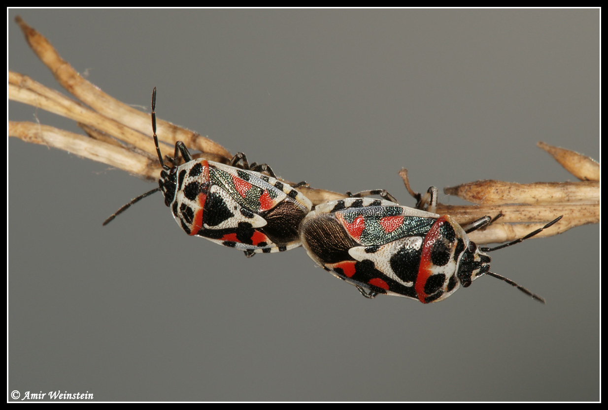 Heteroptera  d''Israele